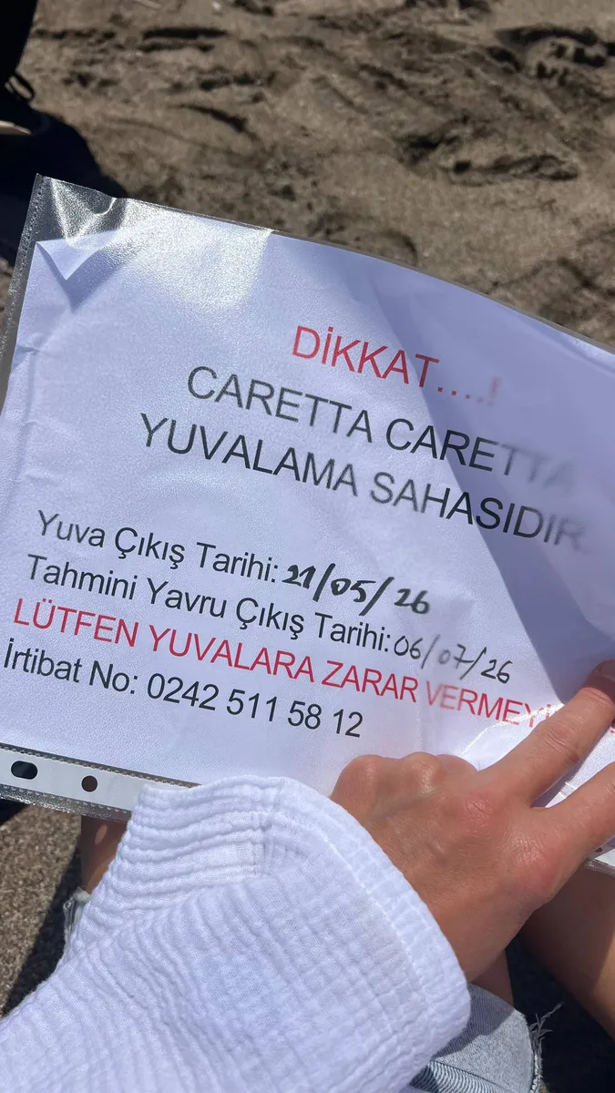 Первые гнезда черепах на пляже